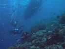 gal/Bonaire 2006/_thb_FishDiversBoat5x3.jpg
